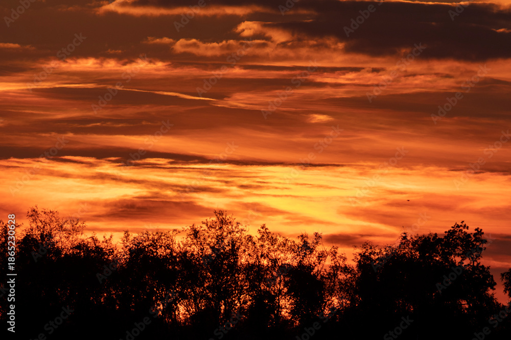 Obraz premium Evening Sunset Over Reed Beds- Warm Autumn Glow in the Marshland