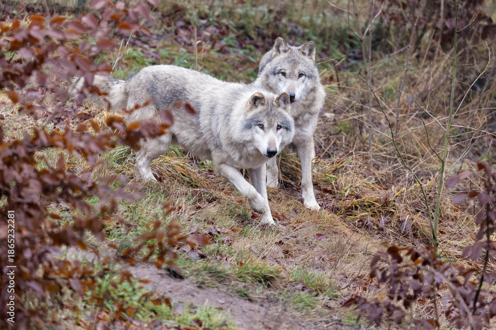 Fototapeta premium Zwei Wölfe im Tierpark Altenfelden in Österreich