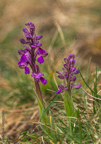 Orchis bouffon printanier sur les bords de l'Ain à Romanèche, Revermont, France