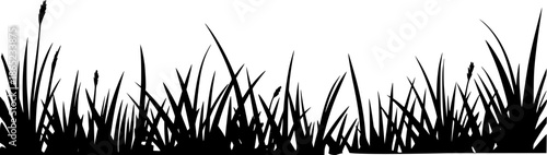 Black silhouette of dense grass blades and seed heads against a white background nature