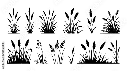 Collection of black silhouettes of various types of grass and reeds a white background plant nature