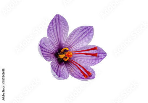 A close-up of a vibrant purple saffron crocus flower with bright orange-red stigmas on a transparent background, concept of natural luxury and culinary excellence