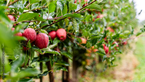 Orchard with ripe red apples on trees after rain, fresh green leaves covered with water droplets, wet grass, soft natural light, and a calm rural autumn atmosphere. Green trees alley.