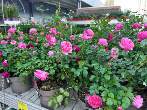 Beautiful pink rose plants in full bloom arranged in rows at a garden store. Romantic flowers, healthy green leaves, and natural textures perfect for gardening and lifestyle visuals.