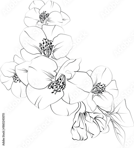 Detailed flower coloring pages, sketch contour bouquet of Quince flowers, Sketch Quince flower drawing, flower cluster drawing, Easy flowers coloring pages, birth flower coloring pages for adult
