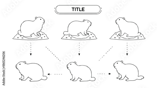 Guinea pig growth stages illustration