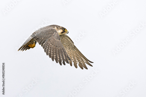 A female peregrine falcon (Falco peregrinus) in flight.