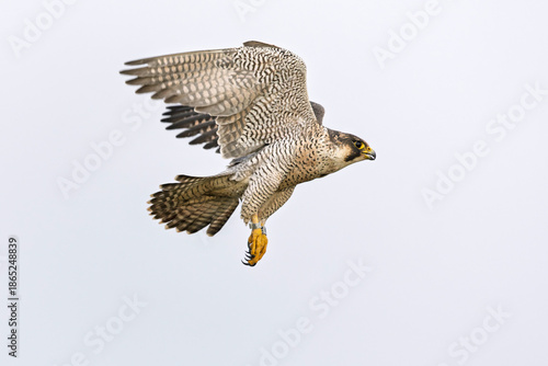 A female peregrine falcon (Falco peregrinus) in flight.