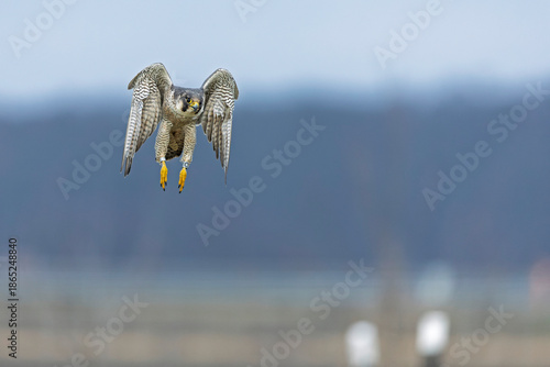 A female peregrine falcon (Falco peregrinus) in flight.