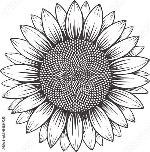 Detailed black and sunflower line with intricate center petals seeds