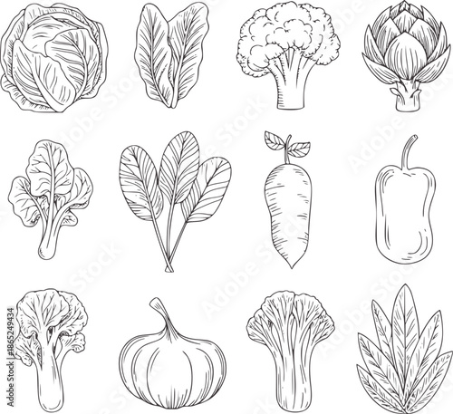 Monochrome hand drawn vegetable line set with cabbage broccoli carrot and pepper