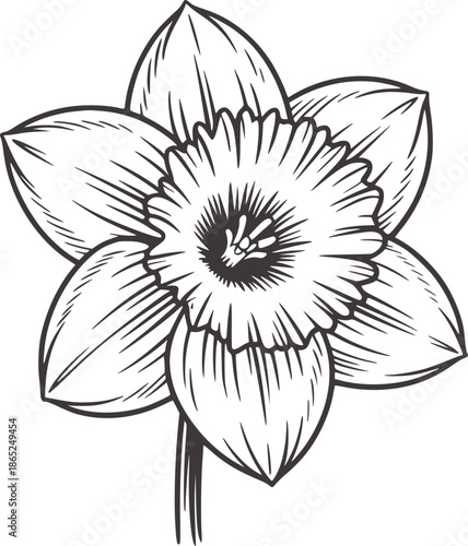 Monochrome line of a daffodil flower with detailed petals and center outline