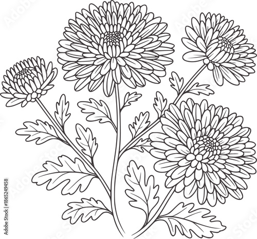 Monochrome line of chrysanthemum flowers with stems and leaves