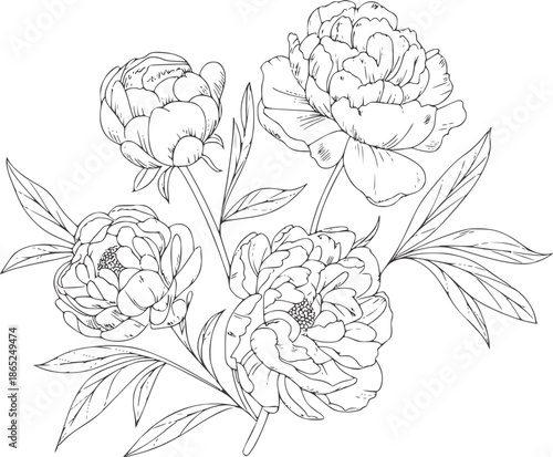 Monochrome line of delicate peony flowers with stems and leaves
