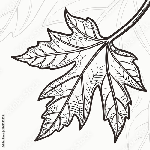 Macro Style Leaf Vein Outline Vector