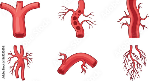 Anatomical illustrations of blood vessels in various forms on transparent background silhouette