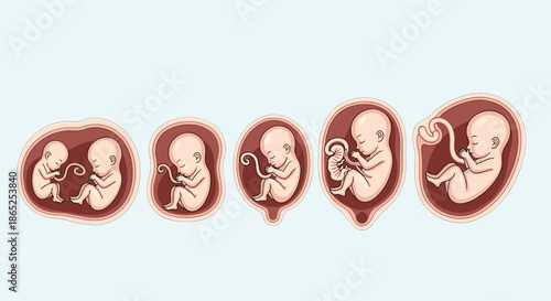 Illustration showing different stages of human embryo and fetal development in the womb over time.