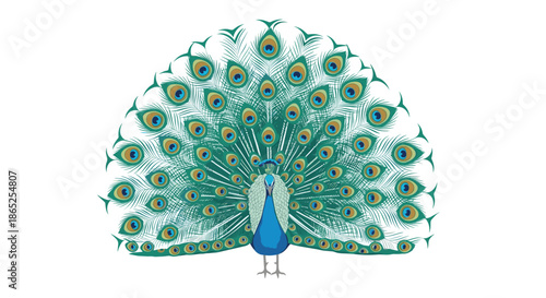 Majestic peacock with its colorful iridescent tail feathers fully displayed in a magnificent symmetrical fan shape.
