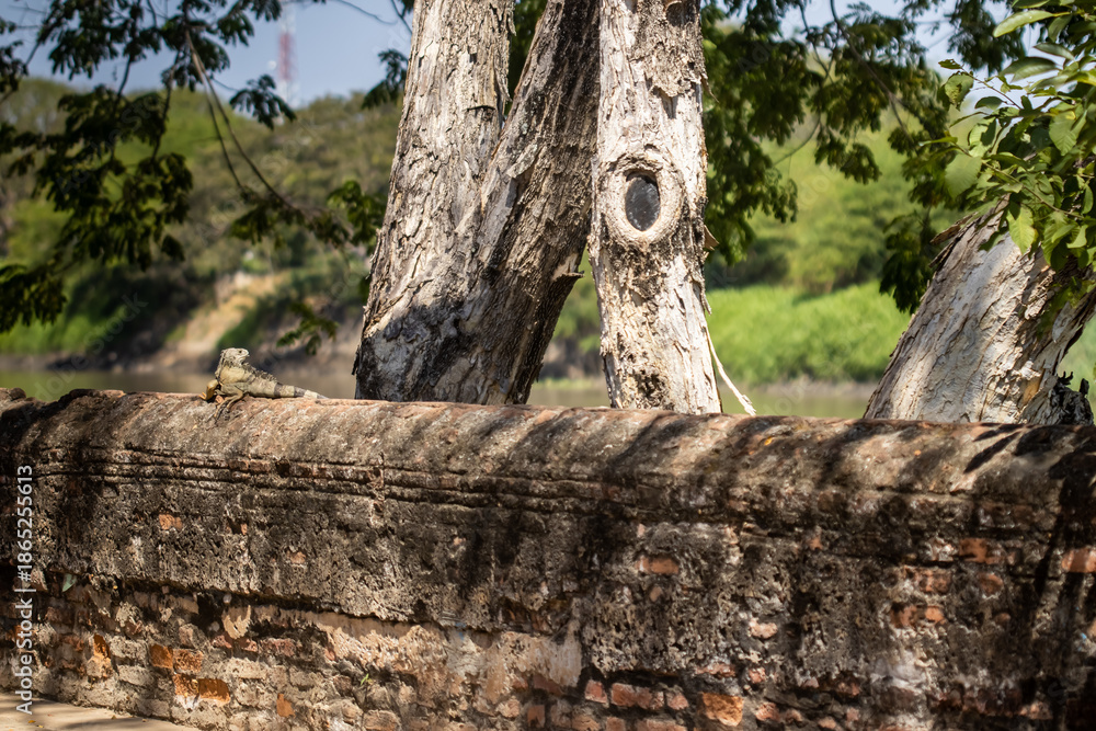 Fototapeta premium Beautiful iguana on a wall next to the Magdalena River in the Heritage Town of Santa Cruz de Mompox in Colombia.