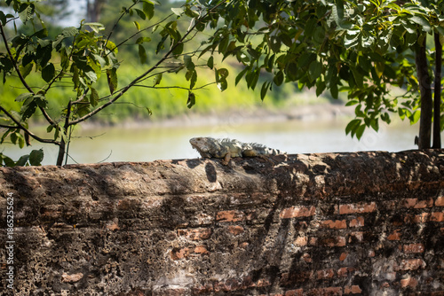 Wallpaper Mural Beautiful iguana on a wall next to the Magdalena River in the Heritage Town of Santa Cruz de Mompox in Colombia. Torontodigital.ca