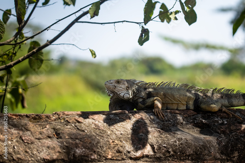 Wallpaper Mural Beautiful iguana on a wall next to the Magdalena River in the Heritage Town of Santa Cruz de Mompox in Colombia. Torontodigital.ca