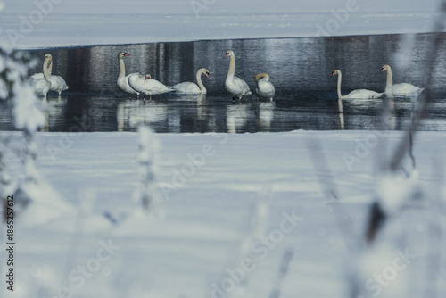 swans on the  frozen lake, Salzburg, Austria