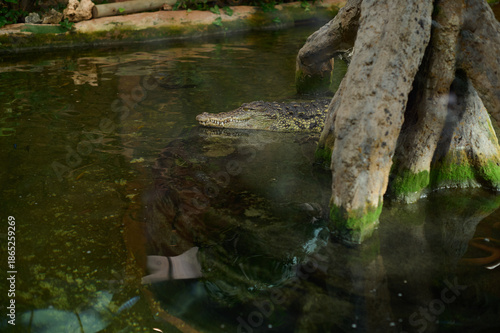 Powerful crocodiles resting on the shore near the water in a natural wildlife park