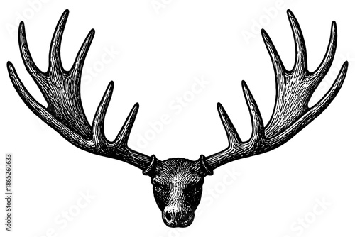 Moose head silhouette,
Elk & Moose Antlers Hand-Drawn Illustration – Horns Wildlife Sketch