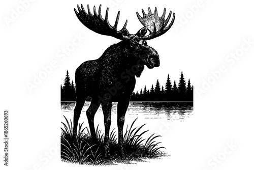 Male Moose,
Majestic Male Moose with Large Antlers – Black & White Woodcut Wildlife Illustration