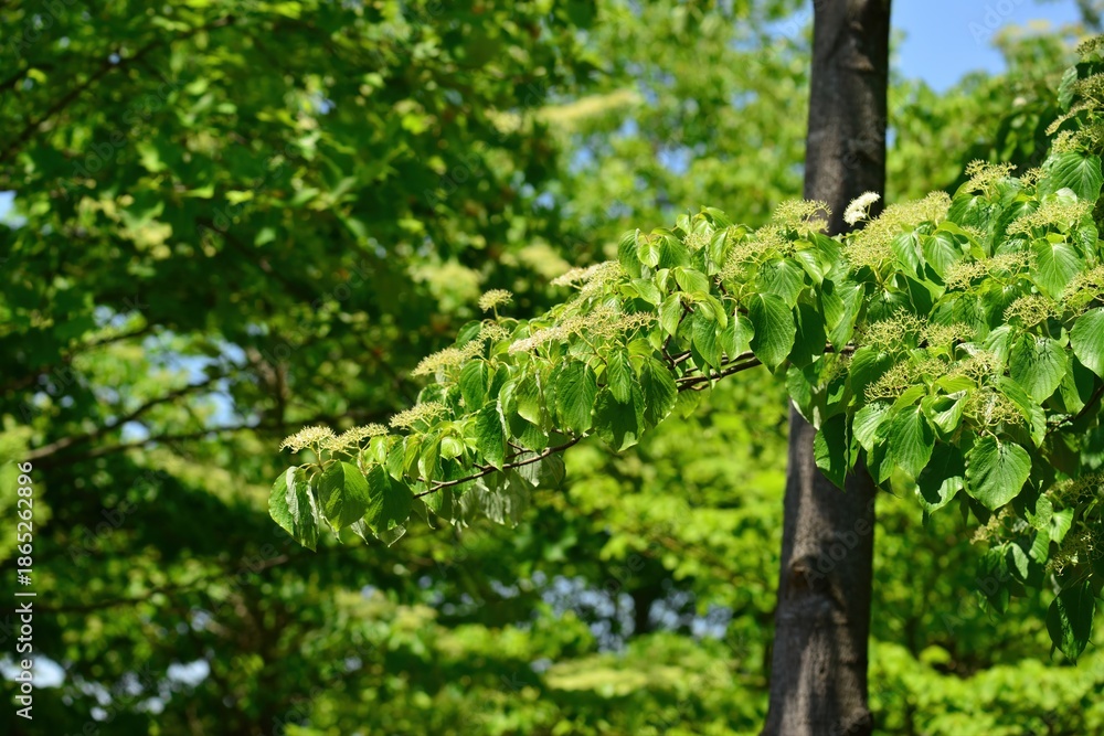 Fototapeta premium Giant dogwood Cornus controversa of Cornaceae is a popular landscape tree valued for its unique layered shape. This is an authentic optical photography on location.