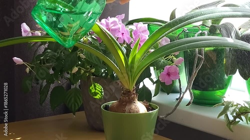 Houseplant care and pest control concepts. A home gardener tends to a plant. Spraying flowers with a solution from a spray bottle