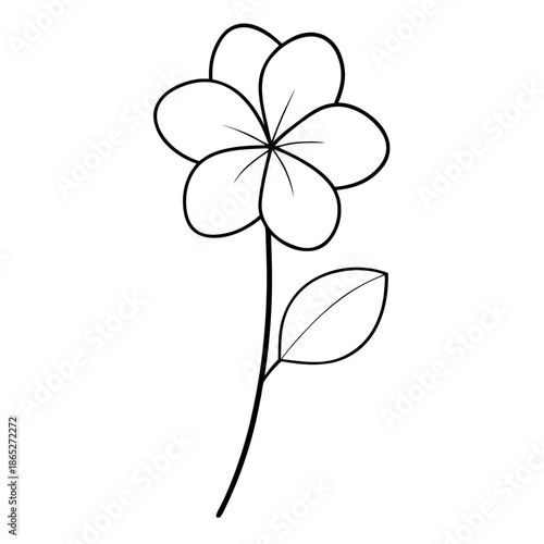 honesty flower lunaria annua vector