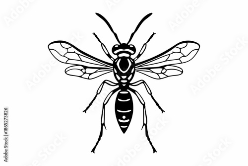 Detailed Wasp Insect Black and White Illustration