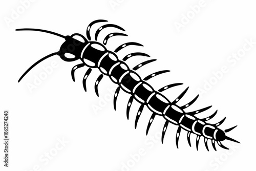 Stylized Black and White Centipede Insect Illustration