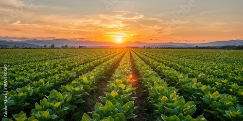 Soy field with expansive open ground, sustainable agriculture practices, World Agriculture Day