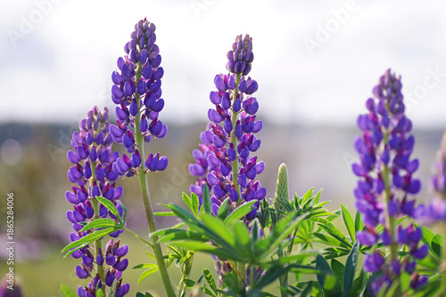 Tableau sur toile Close up of a violet Russell hybrid Lupine (Lupinus polyphyllus) growing in a ga
