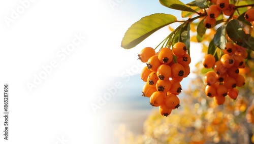 Isolated orange Rowan berries against a white background, autumn garden fruit focus
