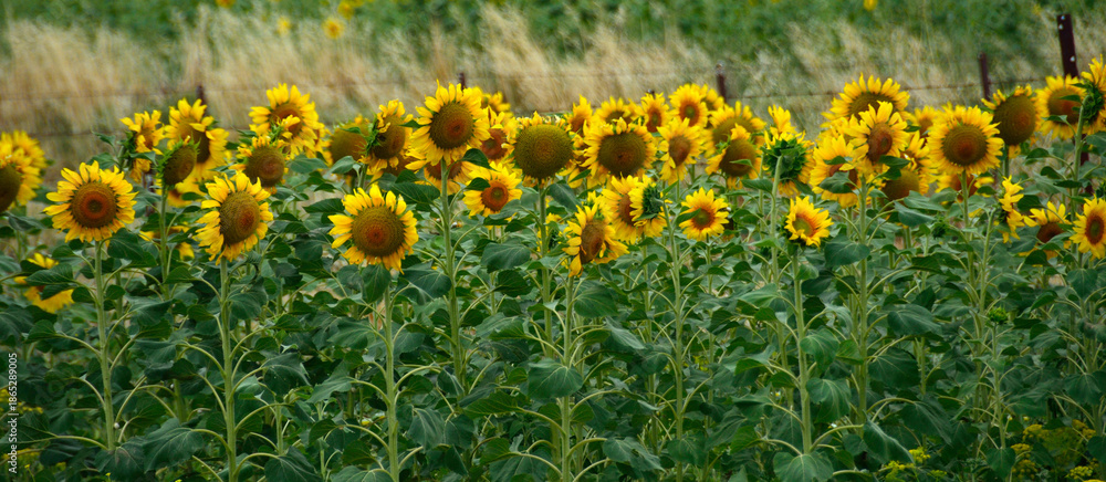 Obraz premium Panorámica de un campo de girasoles entre Vejer de la Frontera y Medina-Sidonia, provincia de Cádiz, Andalucía, España.
