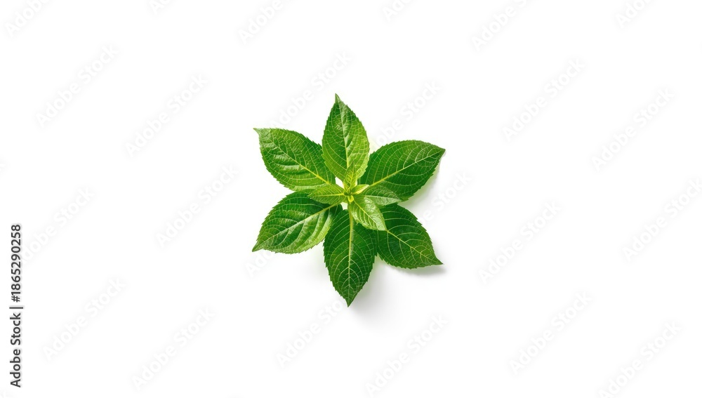 Fototapeta premium Sweet cherry leaves arranged on a plain white surface, ideal for layout backgrounds
