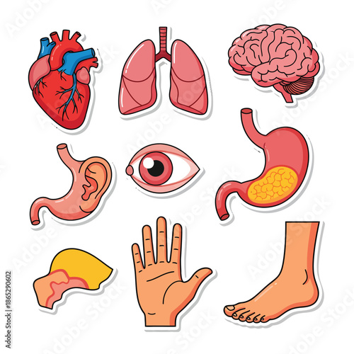 Human Body Organs and Parts Illustration