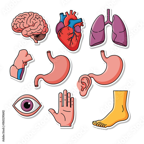 Human Body Organs and Parts Illustration