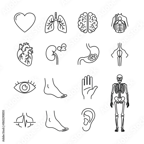 Human Body Anatomy Medical Icons Set