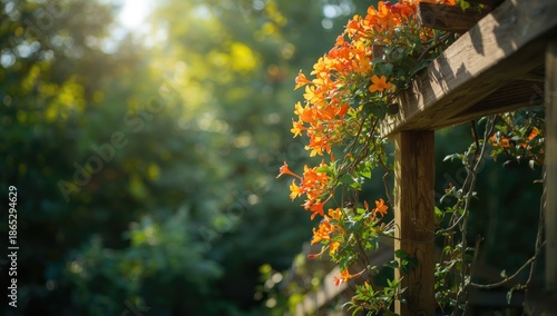 Vine with trumpet-shaped flowers, used in garden design, World Plant Day