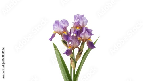 Single purple and yellow Dutch iris, isolated on white for botanical display