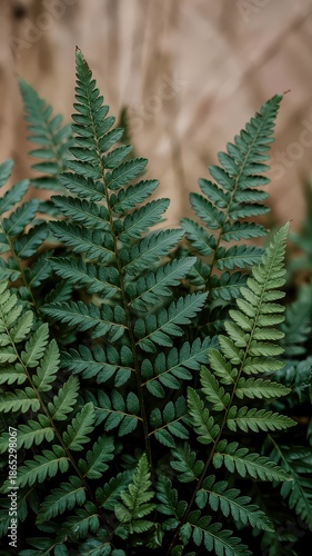 Close-up shot of vibrant green fern leaves in a forest