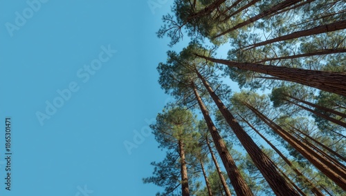 Loblolly pine trees with elongated trunks extend toward the sky, illustrating forest verticality and seasonal foliage