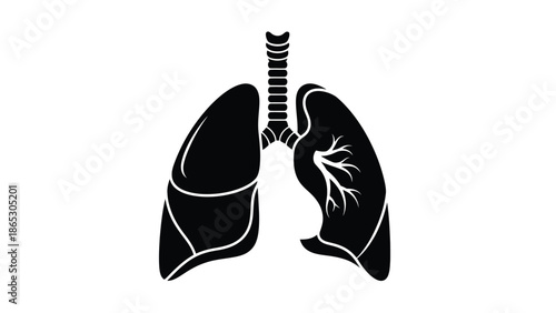 Anatomy of human lungs a simplified illustration of the respiratory system