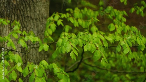 Wallpaper Mural Rain falling on vibrant green leaves in forest at spring. Nature, seasons, environment and eco tourism concept. Idyllic scene Torontodigital.ca