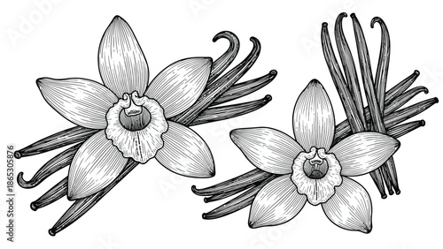 Detailed botanical illustration of vanilla flowers and bean pods in grayscale