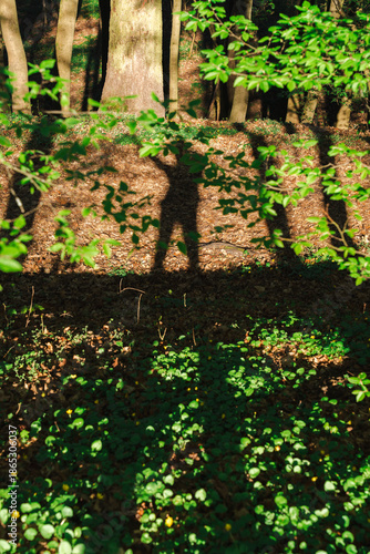 Shadow of a female tourist with arms raised cast on forest floor, surrounded by green leaves and sunlight in a spring forest in the Czech Republic.